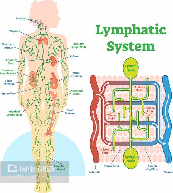 艾滋病是一种病还是一类病毒